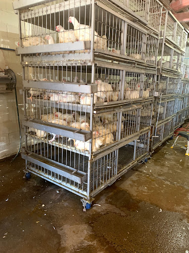 Zemzem Halal Live Poultry & Livestock - Muslim Business Directory