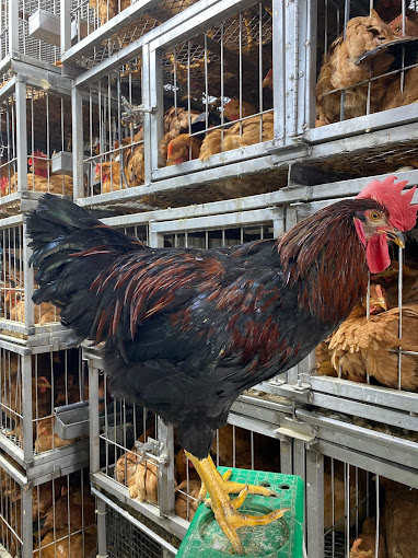 ZEMZEM HALAL LIVE POULTRY , VIVERO - Muslim Business Directory